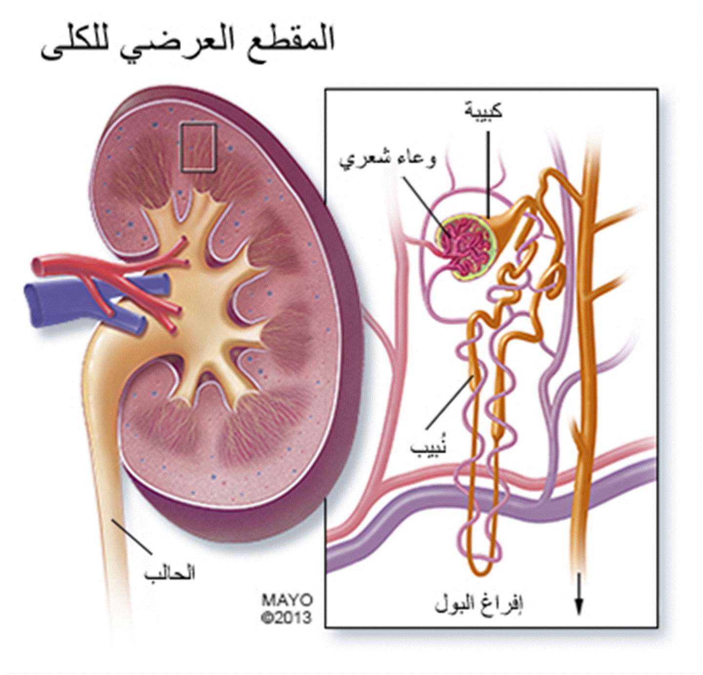 الكلى