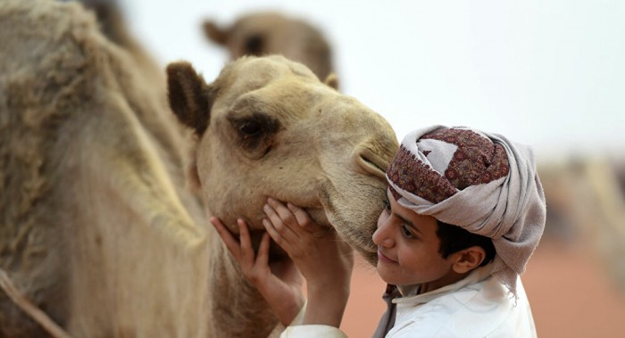 الإبل