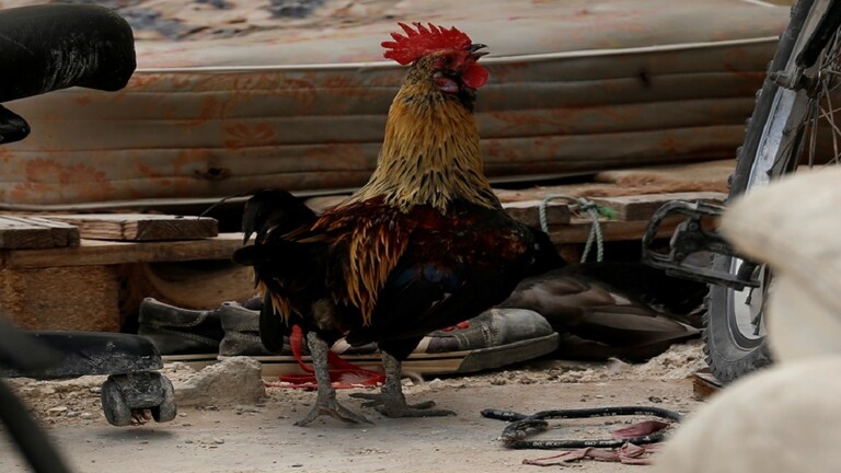 صورة أرشيفية