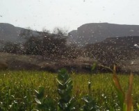 اسراب الجراد تهاجم المحافظات اليمنية