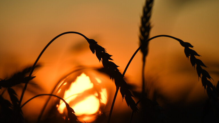 صورة أرشيفيه