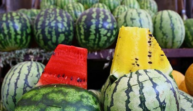 البطيخ والشمام