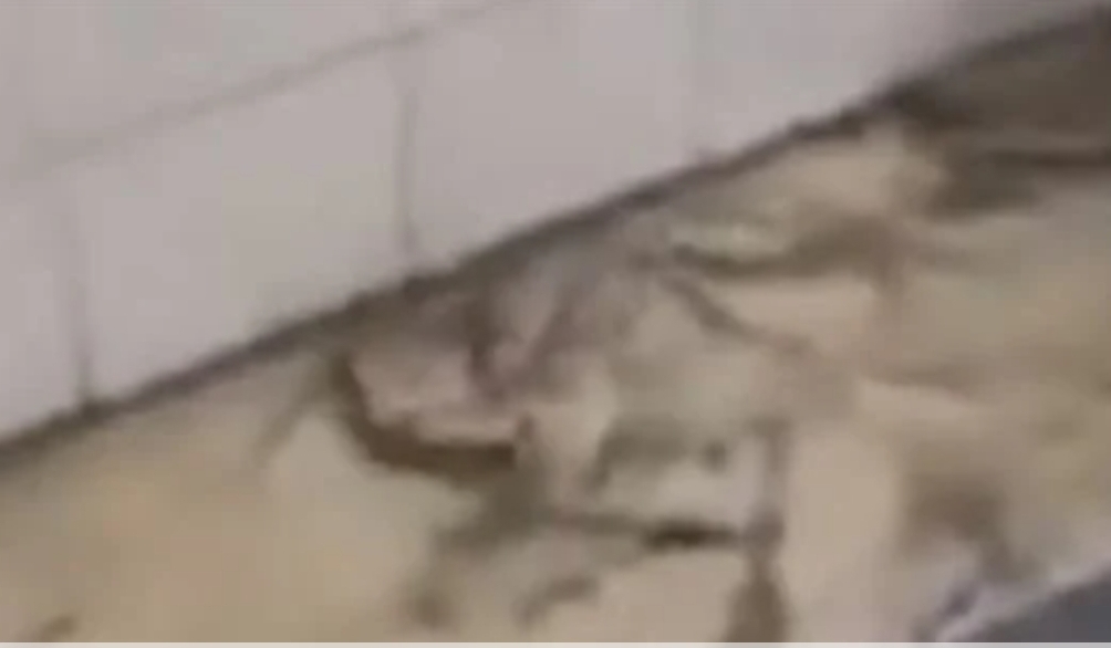 تعبيريه