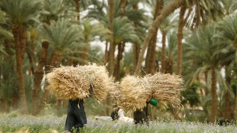 صورة أرشيفيه